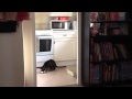 Felix Cleverest Cat Entry For Dobby