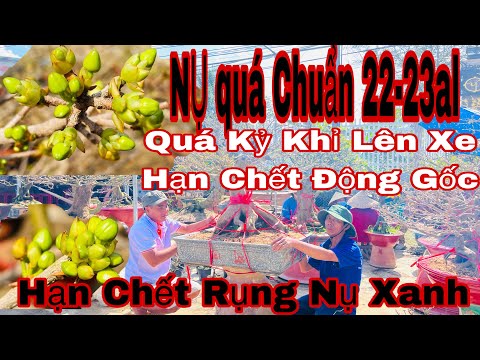 nụ mai vàng 23al như thế nào là chuẩn chơi tết