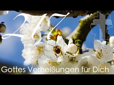 Gottes Verheißungen für Dich - Markus 1,15 | Videokalender 217/365 - Deutschland braucht JESUS