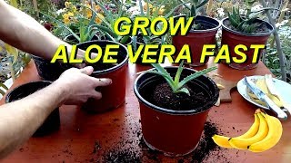 Grow Aloe Vera very fast using Banana peel fertilizer