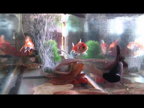 Riba ribi grize rep...