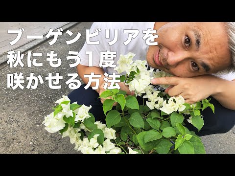 ブーゲンビリア盆栽インテリア用Sサイズ