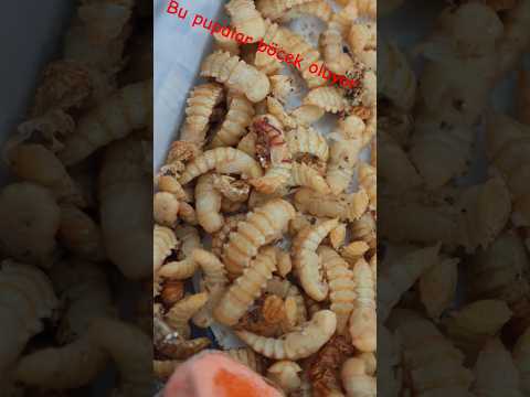 Bu pupalar böcek oluyor. #unkurdu #mealworm #böcek #bug