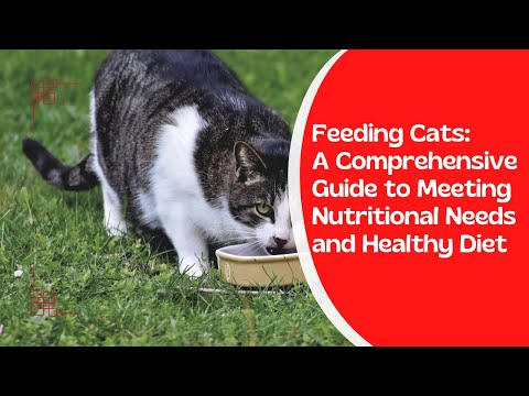 Feeding Cats: A Comprehensive Guide to Meeting Nutritional Needs and Healthy Diet