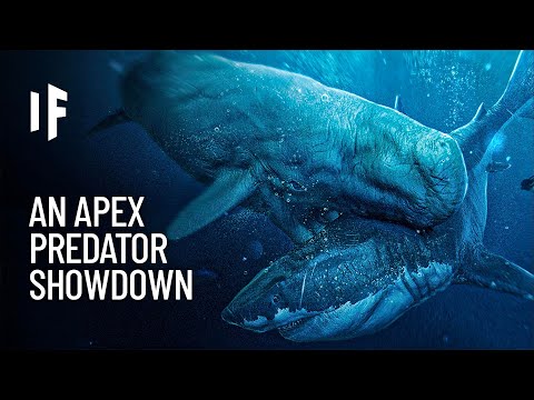 What If the Megalodon Shark Fought the Leviathan Whale?