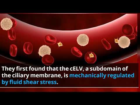 The Role of Primary Cilia in Cardiovascular Function