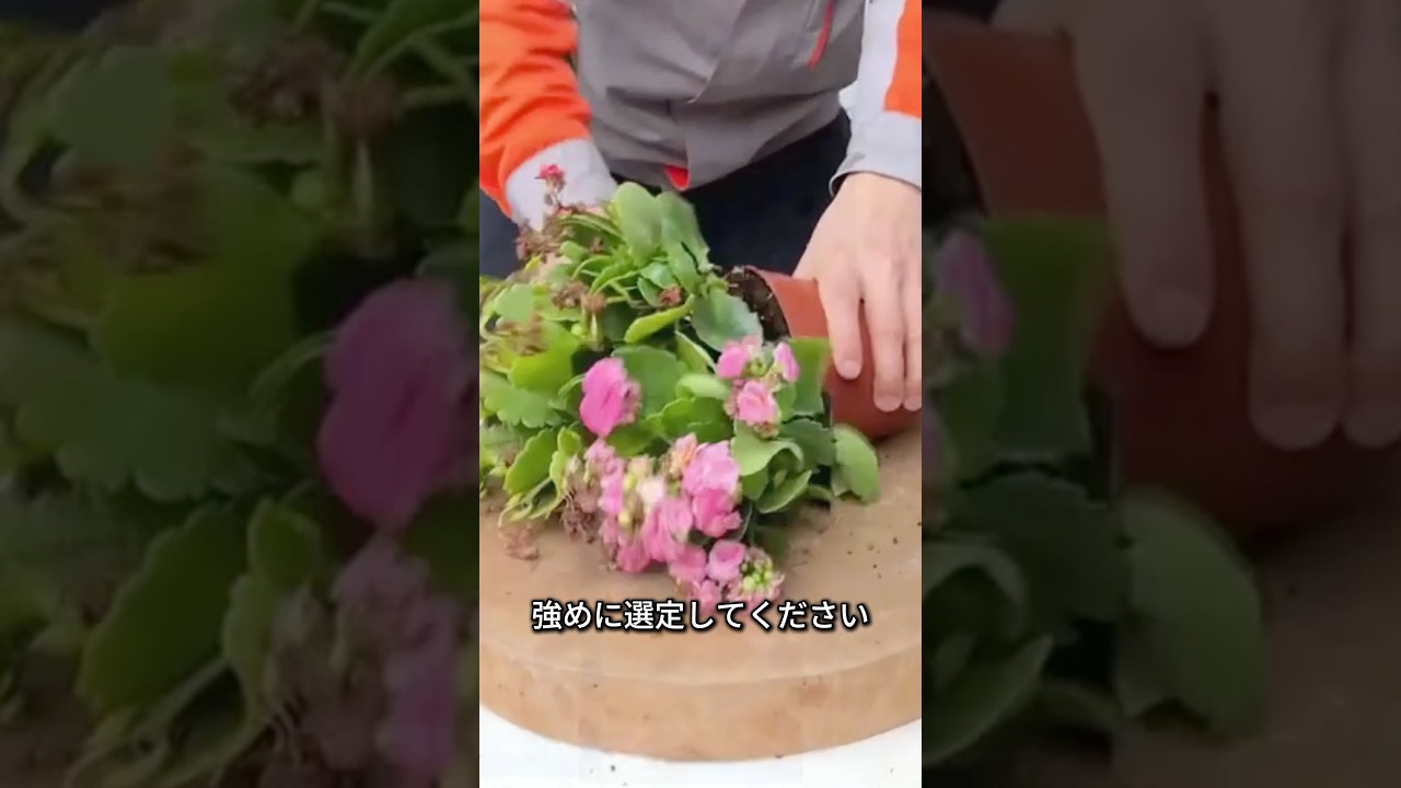 花が終わったら切れ！若い株ほどよく咲くカランコエ