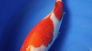 video van Maruten Kohaku KO-V23-03182