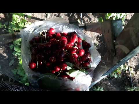 Kiraz mevsimi nur şahin