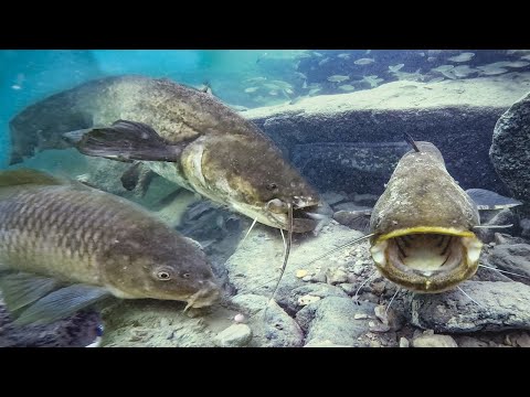 Unterwasser Livebiss 🤯 Wels Angeln mit Köderfisch