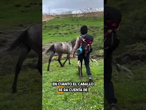 Trabajó 17 Años… Mira Qué Hace Cuando Lo Liberan 🐎🥹 #shorts