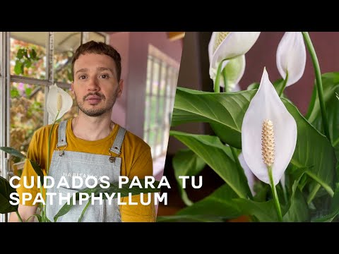 , title : 'Aprende a cuidar tu Spatifilium (Spathiphyllum)'
