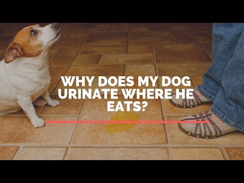 Why Does My Dog ​​Urinate Where He Eats?