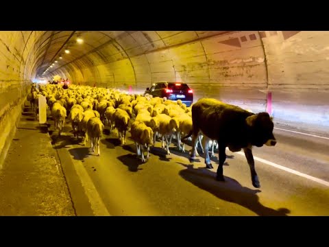 Il viaggio continua… anche quando arrivano i carabinieri 