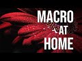 This easy macro idea is AMAZING to try at home (Tutorial with lighting, focus stacking)