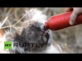 В Австралии прохожий спас коалу от обезвоживания, дав ей попить из своей фляги ...