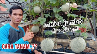 Download lagu the process of planting jumbo melons in polybags from seeds to harvest. #melon #garden mp3 Download lagu the process of planting jumbo melons in polybags from seeds to harvest. #melon #garden mp3