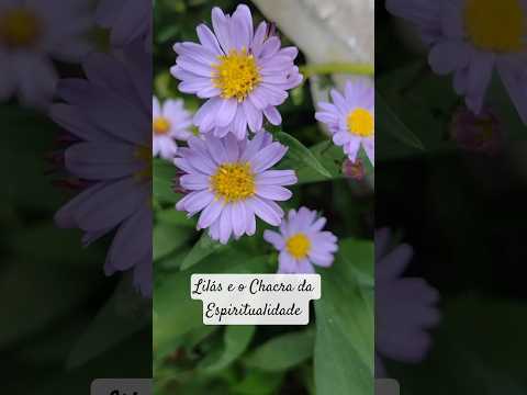 A cor lilás e o 7o chacra #chacras #espiritualidade #aura #chacra #floraisdebach #terapiaholistica