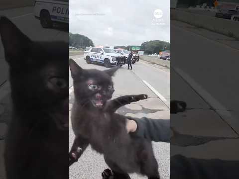 Police block traffic to help rescue kitten from middle of busy highway