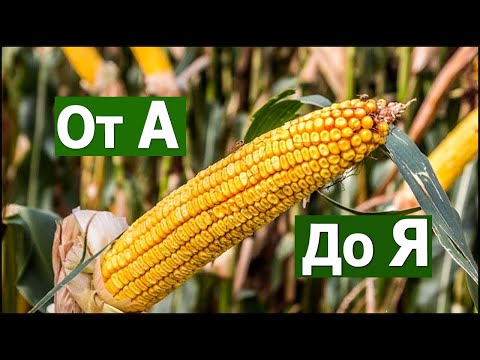 ✅️"Выращивание кукурузы" от А до Я #СельхозТехникаТВ / "Cultivation of corn" from A to Z