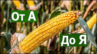 ✅️"Выращивание кукурузы" от А до Я #СельхозТехникаТВ