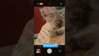Download lagu Tokei No Uta Persian Cats😻 #cat #viral #cute #funny #catblogger #love #china #chinafood #uta mp3 Download lagu Tokei No Uta Persian Cats😻 #cat #viral #cute #funny #catblogger #love #china #chinafood #uta mp3