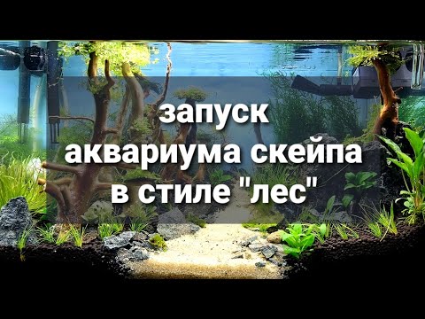 Запуск аквариума с нуля. Создание хардскейпа своими руками.