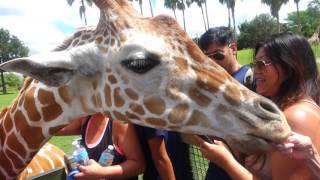 FLORIDA 2016 TRAVEL VLOG | 4. Busch Gardens (Serengeti Safari)