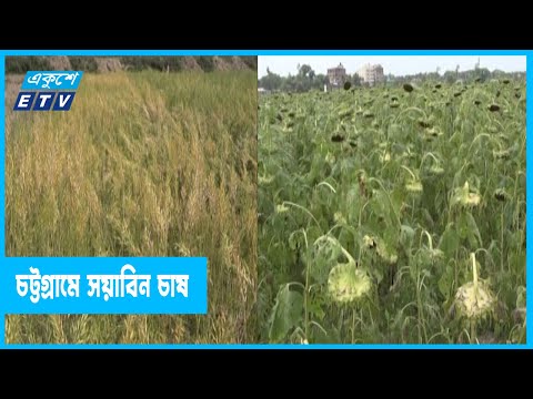 চট্টগ্রাম শুরু হয়েছে সয়াবিন ও সূর্যমুখীর চাষ