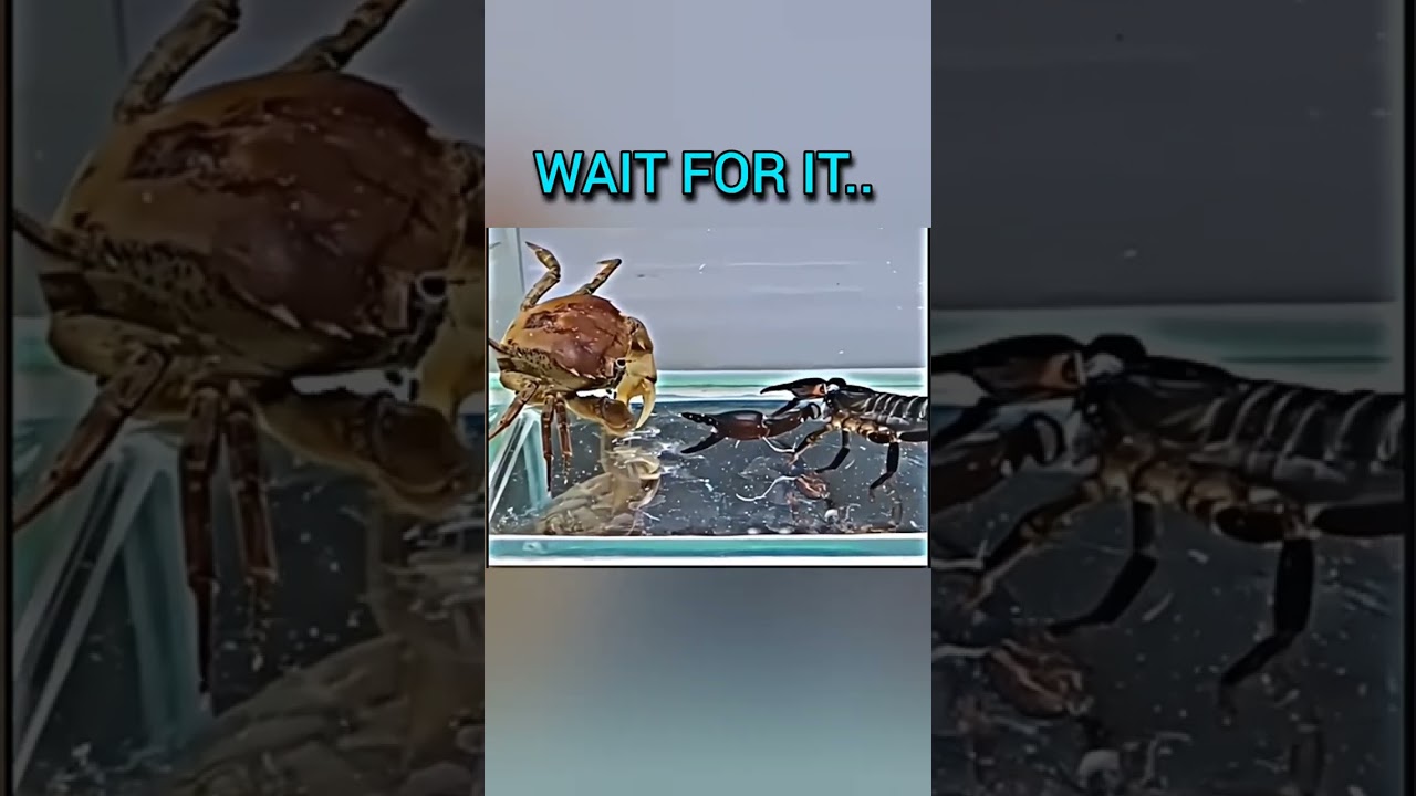 Crab vs Scorpion💀 || Moments before disaster #edit #trollface