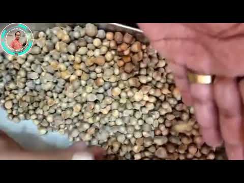 Allium Sativum Garlic Extract