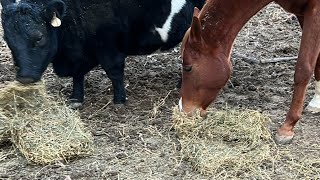 Feeding Time At Cariani Farms