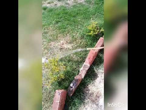 How to Plant a yard and grass seed like a pro/How To Grow Grass At Home For Free