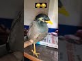 Maina 🐦 bird