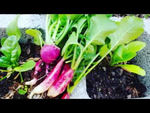 download lagu mp3 mp4 Easter Radish, download lagu Easter Radish gratis, unduh video klip Easter Radish