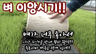 벼 육묘의 끝!!! 그 결과는 이앙 후 뿌리 활착!! 몸살없이 크면 성공육묘!! 그래서 남들 60주 심을때 …