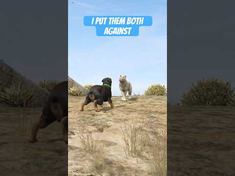 Chop vs Mountain Lion in GTA 5