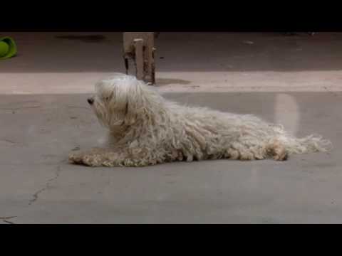 Que hacer con los perros en vacaciones?