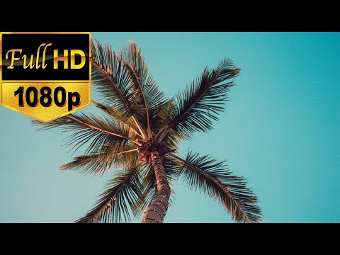 Palm Tree Stock Footage | Free HD Video - no copyright
