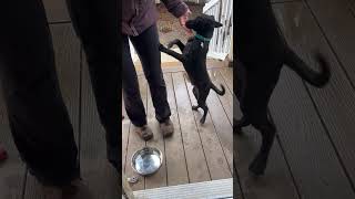 Video preview image #1 Labrador Retriever-Unknown Mix Puppy For Sale in San Diego, CA, USA