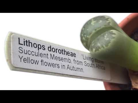 Antivirale Behandlung von Prostatitis Prostatitis und wie er behandelt wird