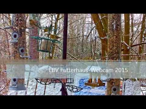 LBV Futterhaus-Webcam  - Erlenzeisige im Schnee