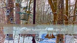 preview picture of video 'LBV Futterhaus-Webcam  - Erlenzeisige im Schnee'