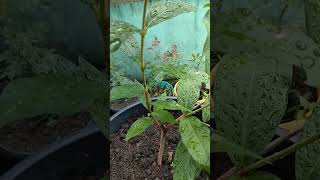 Download lagu Tanam Jambu Air cepat Berbuah dalam Pot Besar #howto #grafting #jambu mp3 Download lagu Tanam Jambu Air cepat Berbuah dalam Pot Besar #howto #grafting #jambu mp3