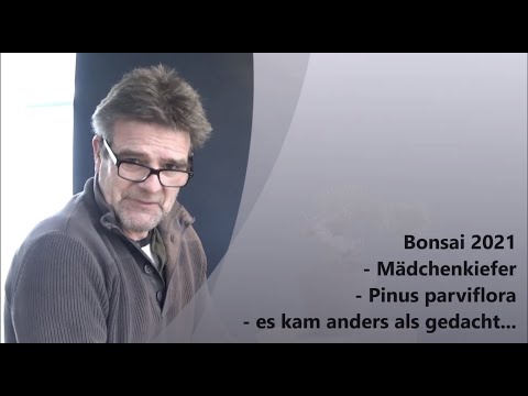 Bonsai 2021-8 - Mädchenkiefer - Pinus parviflora - es kam anders als gedacht...