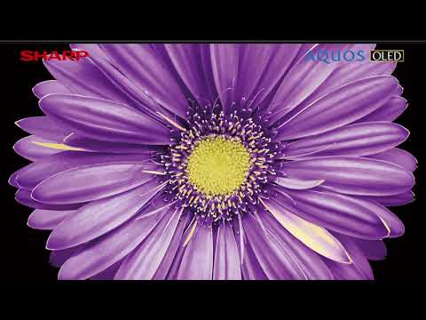 有機ELテレビ AQUOS（アクオス） 4T-C55DQ2 [55V型 /Bluetooth対応 /4K