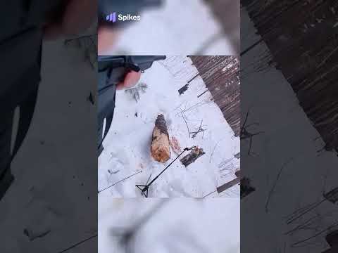 #1 Cutting down a tree with an AK Saiga 12 shotgun   Easy