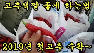 고추농사 2019년도 첫번째 고추를 수확하였습니다 Pepper harvest