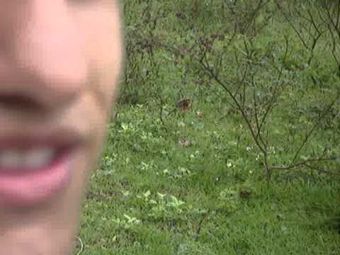 Escola do Mar dos loucos