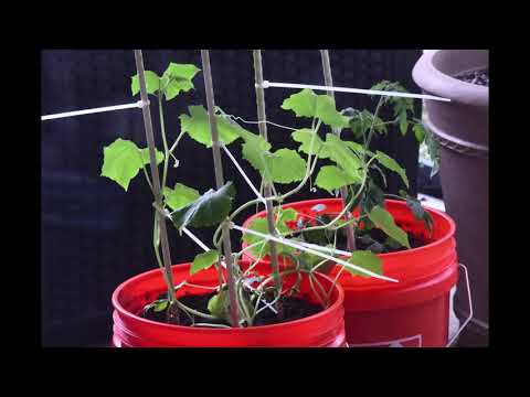 Cucumber Time Lapse